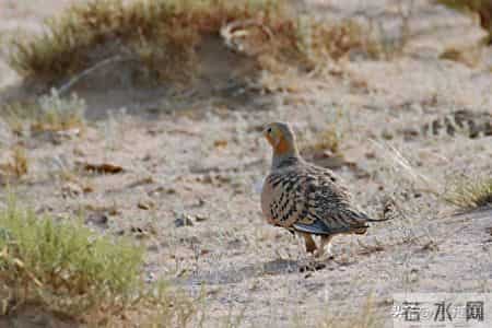 猎杀吧少年——（八十七）夜打沙鸡（中）