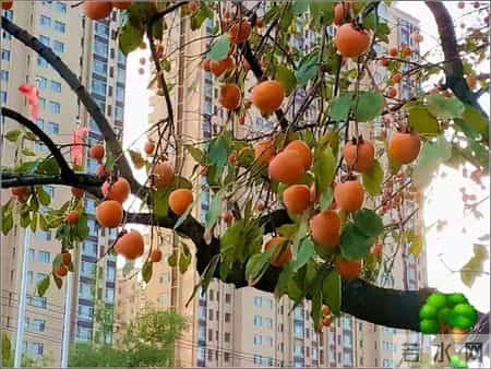 有院子就种“五种树”，“老祖宗”留下的吉祥话，不是没有道理