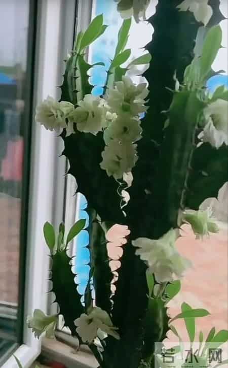 山东一大伯，“小盆”养10年的龙骨，已经长到房顶：太壮观了！