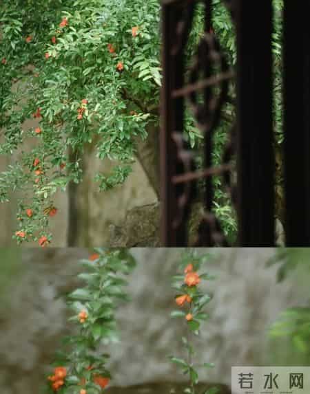 院子里缺棵镇宅树？这几种快种上，招财又旺运！