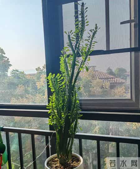 山东一大伯，“小盆”养10年的龙骨，已经长到房顶：太壮观了！