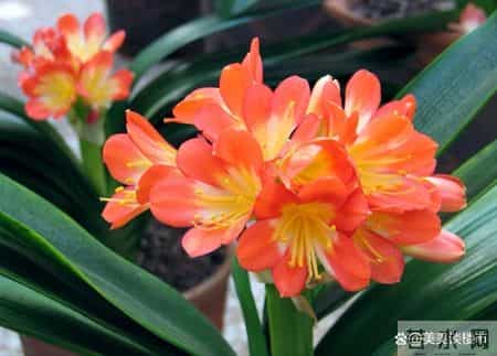 别错过2月这个关键期,君子兰一挪窝,长势和开花都会明显不一样