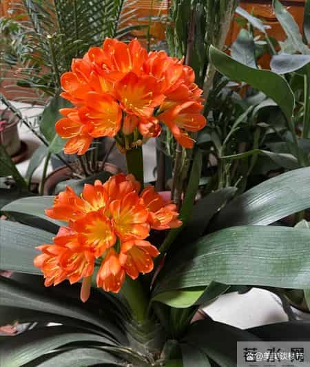 别错过2月这个关键期,君子兰一挪窝,长势和开花都会明显不一样