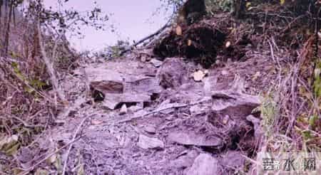 价值5.4万仅卖1.6万！贵州一株108岁瓶兰花，被4人深夜连根挖走