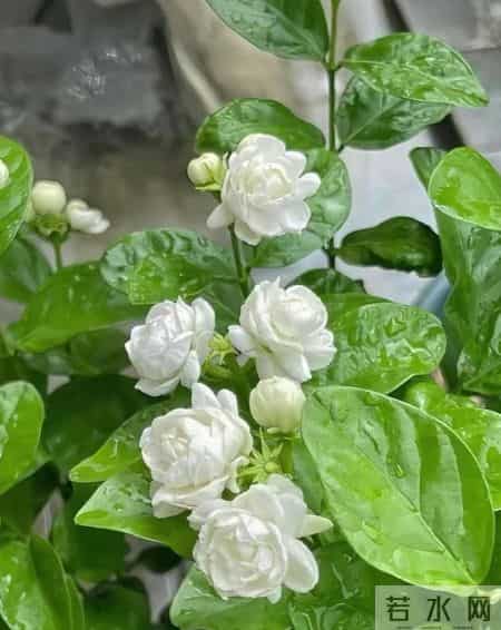 这6种花千万别乱换盆！一换就烂根死苗，养花人血的教训