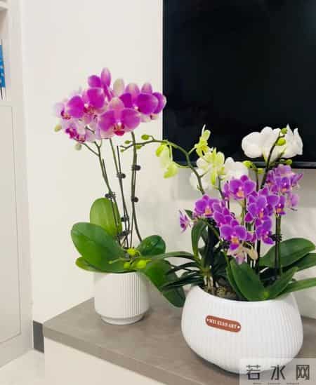 这6种花千万别乱换盆！一换就烂根死苗，养花人血的教训