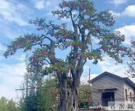 价值5.4万仅卖1.6万！贵州一株108岁瓶兰花，被4人深夜连根挖走