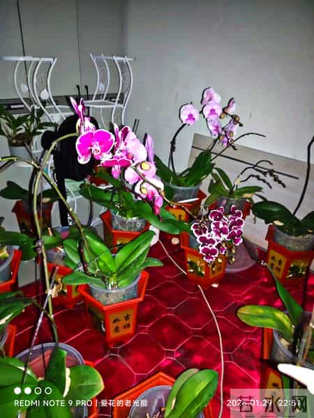 蝴蝶兰永不烂根的惊天妙法终于被一位疯狂喜欢蝴蝶兰男子发现了