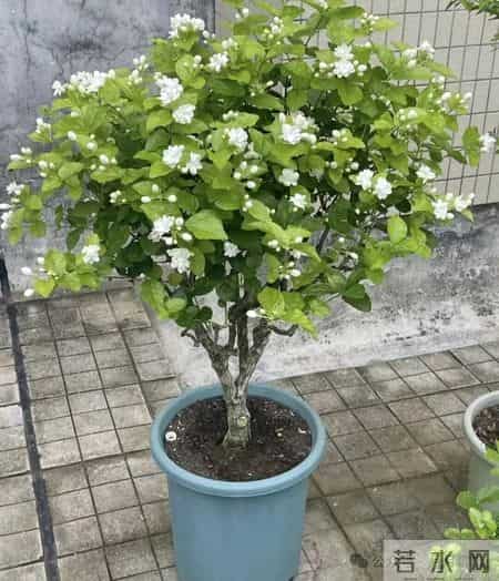 老中医最喜欢的4种花，“人养花，花旺人”越养身体越棒！