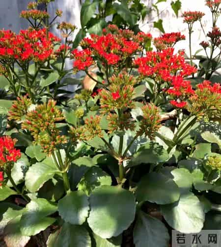 32个长寿花品种,全是当下流行的,品种控们的最爱