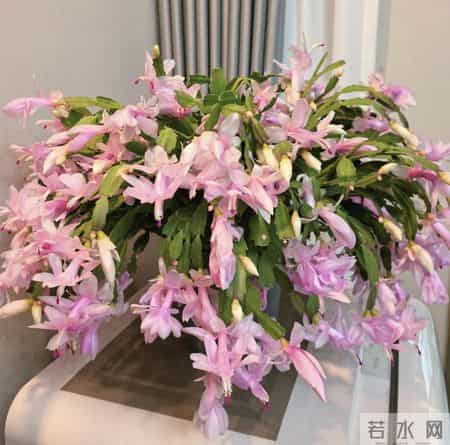 养花10年，我发现这9种花是最适合室内养的