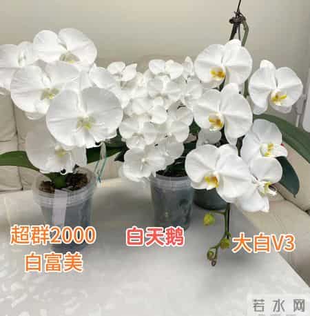 男子晒“公司乔迁的蝴蝶兰”,网友:想哭,上班如上坟具象化了~