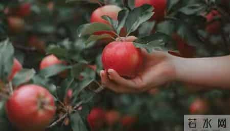 煮苹果水加这2样，娃脾胃好睡得香，身高猛蹿