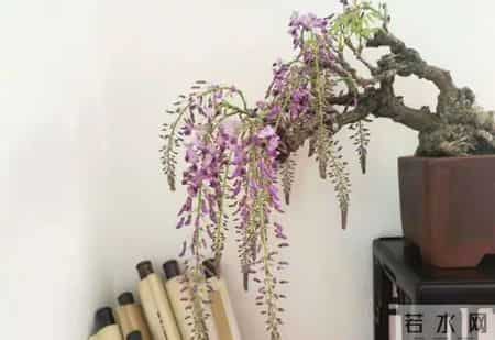 6种长寿花，建议养一盆，养成老桩价值高，开花更有“好兆头”