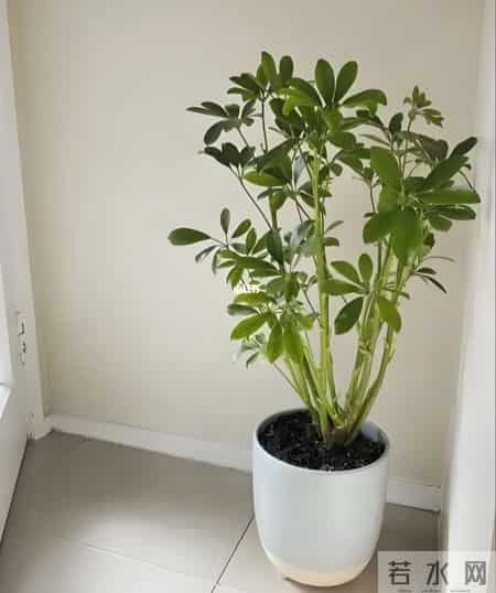 鸭掌木用深盆还是浅盆？按株型选，养根不烂叶！