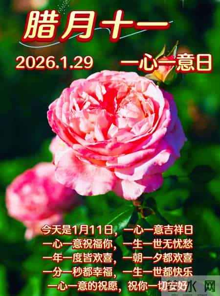 2026年1月29日周四早上好早上好图片最新今天 温馨淡雅的早安图片