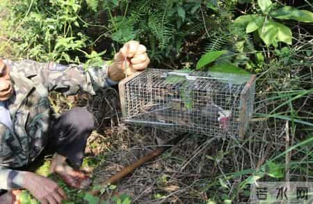 1只都不能抓！海南男子用笼子抓57只，连皮带肉放冰箱