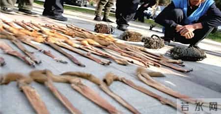 判赔960万! 2020年, 江苏男子用猎夹抓12000多只, 专家- 每只赔800元