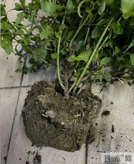 这6种花千万别乱换盆！一换就烂根死苗，养花人血的教训