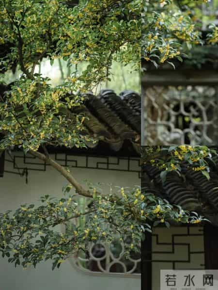 院子里缺棵镇宅树？这几种快种上，招财又旺运！