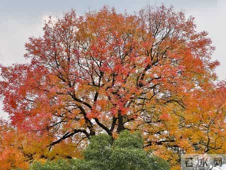 邓学平辩护词精选｜辅警不能单独执法，殴打辅警不构成妨害公务罪