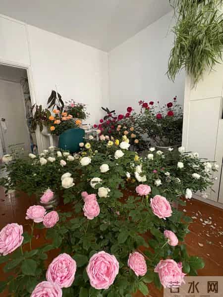 男子吐槽“老婆养花”愁坏了，家里搞的像灵堂，网友：病态，没治