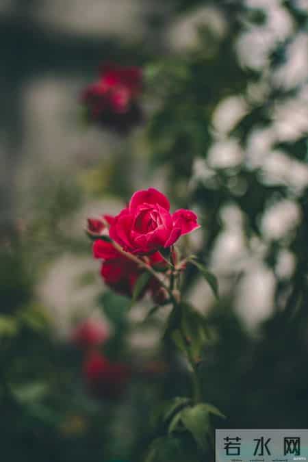 中年女人和你独处时，一旦有了这三种“生理感觉”，说明对你动了真情，根本骗不了人