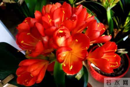 6种长寿花，建议养一盆，养成老桩价值高，开花更有“好兆头”