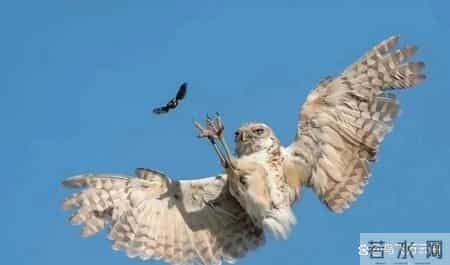 48张老照片看奇闻奇事，爱因斯坦合影卓别林，沙漠中的绿洲，在建中的埃菲尔铁塔