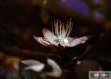 双子座2026:财婚双至,却逢“披麻星”——一场命运“喜丧”博弈