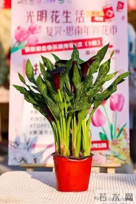 “复兴公园大概从来没来过这么多人”！快来逛市中心最大年宵花市，数十个品种，每款都有好彩头！