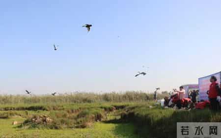 赔不起就种树! 2019年江苏男子河边诱捕2万多只, 判赔600万无力支付