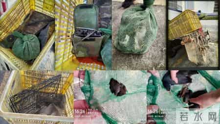 四会成功侦破一宗非法捕猎野生鸟类案件！