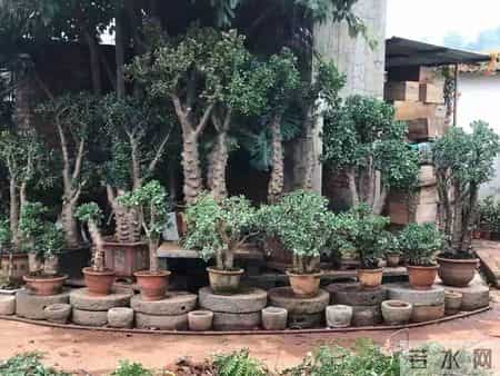 6种长寿花，建议养一盆，养成老桩价值高，开花更有“好兆头”