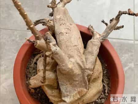 这3种花，打死都不能施肥，一喂就完蛋，根本救不回来