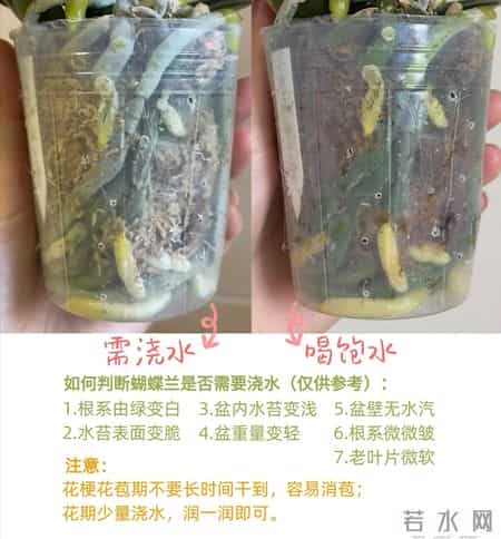 女子养6年的蝴蝶兰，爆花成树兰，网友：牛人养牛花，又被种草了