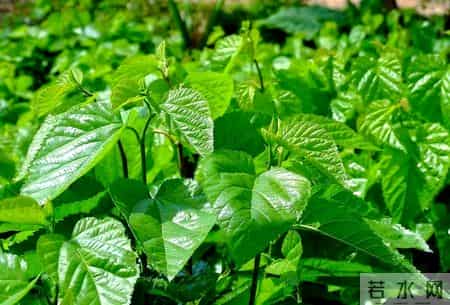 百名内分泌专家已证实:桑叶和血糖的关系,最好花点时间看看