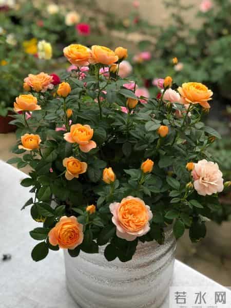 男子吐槽“老婆养花”愁坏了，家里搞的像灵堂，网友：病态，没治