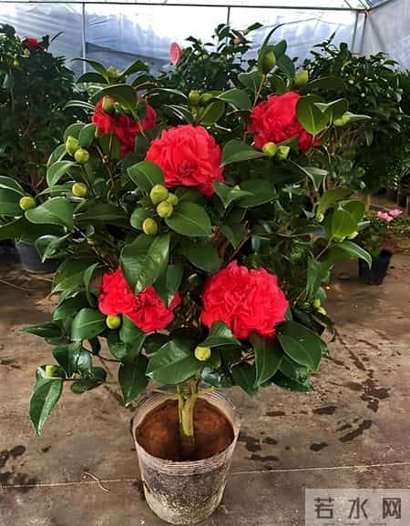 克瑞墨大牡丹火了，都说它耐寒又耐热，可真有那么神？