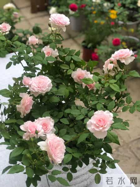 男子吐槽“老婆养花”愁坏了，家里搞的像灵堂，网友：病态，没治