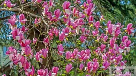 有院子就种“五种树”，“老祖宗”留下的吉祥话，不是没有道理