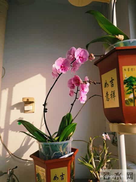 河北一兰花爱好者用暴晒法竟然养出了一人高的爆花爆根蝴蝶兰
