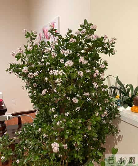 四川一女子晒妈妈“养33年玉树王”：阳台快被压塌了，快搬走！