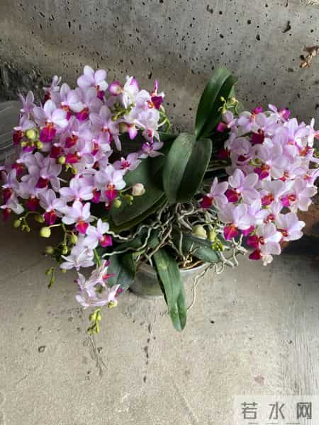 女子养6年的蝴蝶兰，爆花成树兰，网友：牛人养牛花，又被种草了