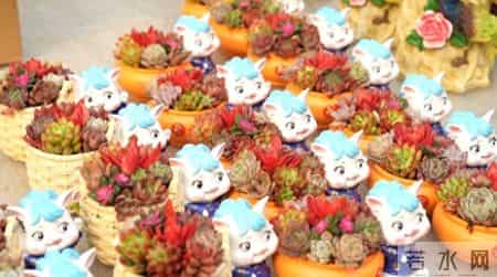 潍坊青州：“懒人花卉”受年轻人青睐 走俏年宵花市场