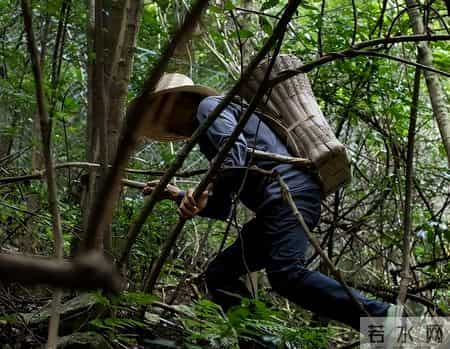 1只都不能抓！海南男子用笼子抓57只，连皮带肉放冰箱
