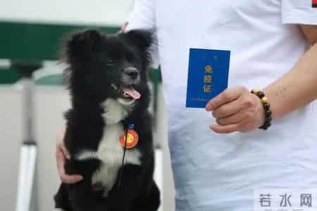 你的宠物狗，凭什么让他人付出代价？