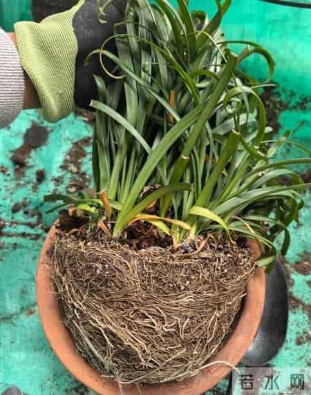 这6种花千万别乱换盆！一换就烂根死苗，养花人血的教训