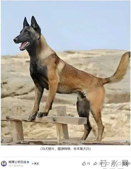 湘潭一男子带马犬进KTV不拴绳，4人被咬伤送医，狗主人被拘留7天