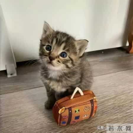 天生势利眼的几大星座